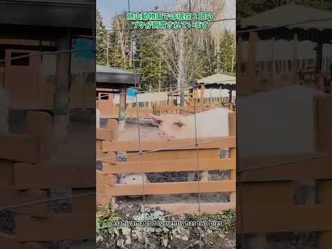 【旭山動物園】こども牧場［Asahiyama Zoo］ Children's Farm✨shorts サムネイル