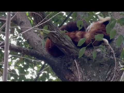 リンちゃんとココロくん　レッサーパンダ　埼玉県こども動物自然公園にて　2026年3月6日 サムネイル