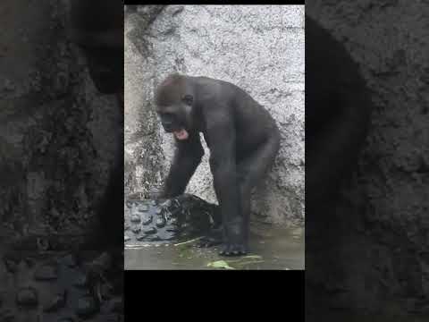 chest beating. little gorilla brothers Jabali 5y6m old shor… サムネイル