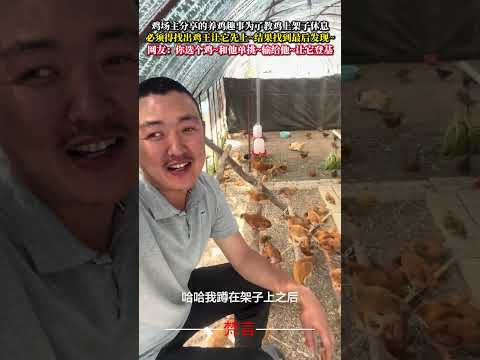 雞場主分享的養雞趣事 為了教雞上架子休息 必須得找出雞王讓它先上 結果找到最後發現… 意外 有趣 萬萬沒想到 搞笑 a… サムネイル