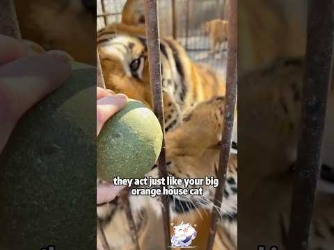 Why Do We Love Cats So Much?animals lovestory science short… サムネイル