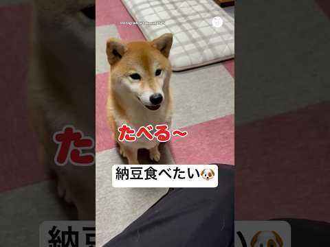 納豆大好き柴犬、一口で消えました😂　柴犬　犬　犬のいる暮らし かわいい犬 柴犬のいる暮らし サムネイル