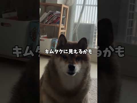柴犬が実践！背後から見るとオジサンでもキムタクに見えるって本当？ サムネイル