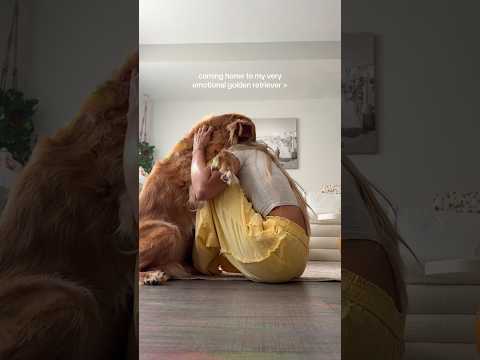 coming home to my golden retriever❤️india retreiver dog pup…