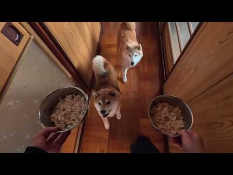 じょしーばは、時期によって全く食べなくなることがあるので大歓迎してくれるこの時期が一番楽しいです サムネイル