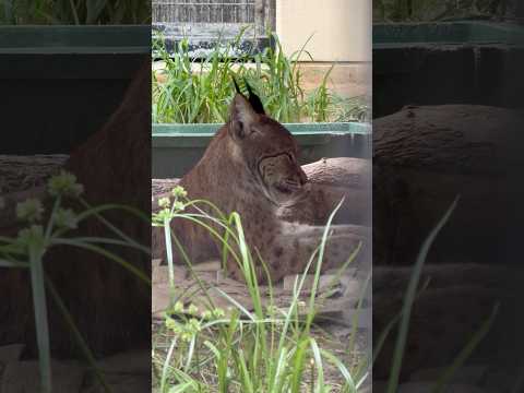 shorts ヨーロッパオオヤマネコのロキ父さん 京都市動物園 2026年7月18日