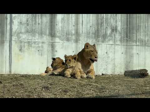 再び合流出来たライオンファミリー🦁　のんほいパークにて　2026年2月13日 サムネイル