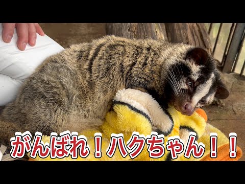 がんばれ！ハクビシンのハクちゃん！！ サムネイル
