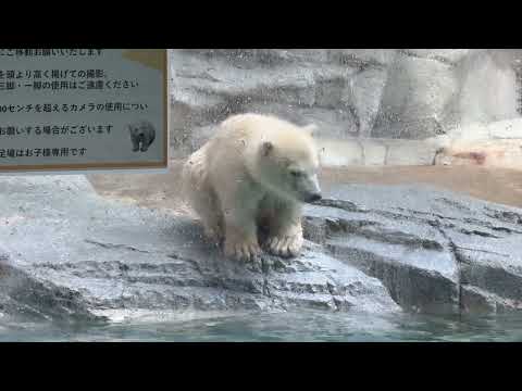 モモ太くんと遊びたかったんダヨネェ〜☺️  モモちゃんママ　  ホッキョクグマ　秋田県男鹿水族館GAOにて2026年4…