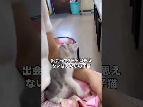 初めましてから3日目なのに飼い主の顔を見つめひたすら甘えてくる保護子猫 保護猫 子猫 野良猫 地域猫 サムネイル