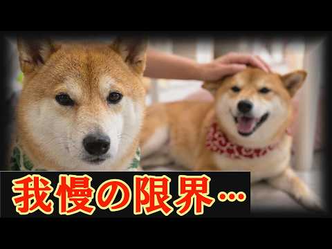 嫉妬が止まらない・・・ママを巡る兄達の争いに末っ子柴犬が終止符を打ちました・・・
