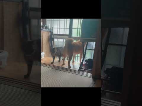 パパを不審者と勘違いして追い払おうとする柴犬 Momo Mistook Papa for an Intruder! 柴犬