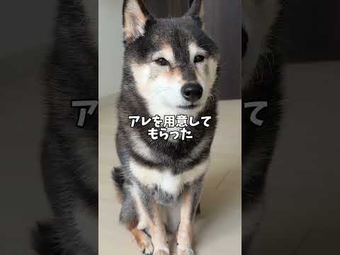黒柴が同居犬の飛沫に対処するために飼い主のお願いしたこと。 サムネイル