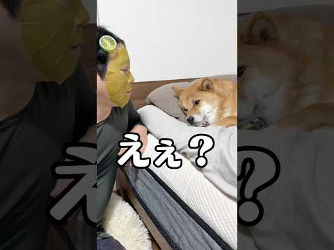 えぇ？また寝てるやん。みなさん良いお年を。 柴犬 shorts サムネイル