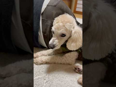 shorts おばちゃんの後ろで寛ぐ❣️タローちゃん　トイプードル　2026年1月20日