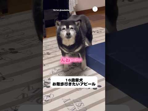 16歳柴犬。お散歩に行きたくて鳴いてアピールする姿に癒される　柴犬　老犬　犬　犬のいる暮らし かわいい犬 サムネイル