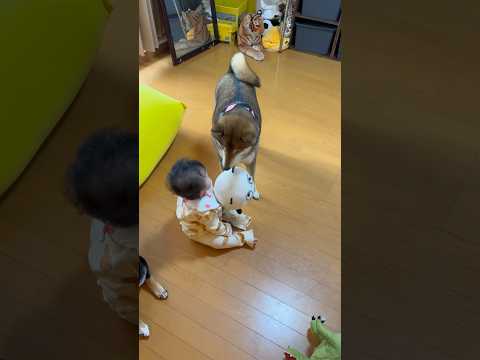 赤ちゃんに自分のおもちゃを持ってきてあげる柴犬😌 サムネイル