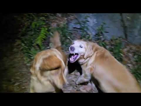 帰宅するのに外に出たら始まる仲良しのバトル。ゴールデンレトリバー親子 サムネイル