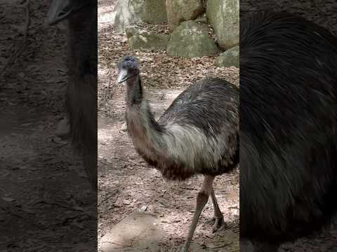 shorts エーチャン？　エミュー　千葉市動物公園にて　2026年4月19日 サムネイル
