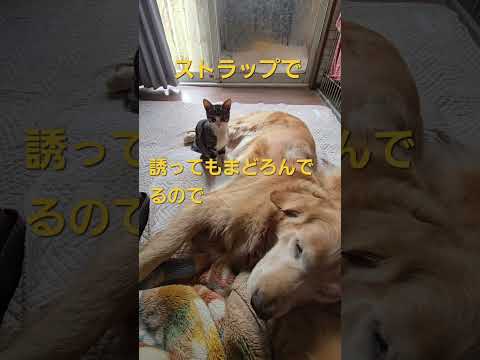 今朝のキビッチャン 子猫とゴールデンレトリバービスとイロハ cat goldenretriever ゴールデンレトリバ… サムネイル
