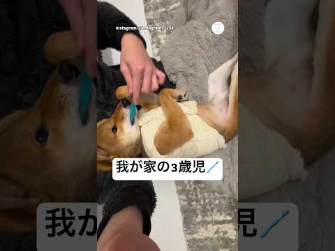 大人しく歯磨きされる柴犬が可愛い💕　　柴犬　犬　かわいい犬 犬のいる暮らし かわいい サムネイル