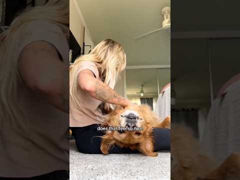 coming home to my golden retriever🥵 goldenretreiver dog ind… サムネイル