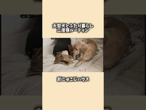 ゴルと寝ると全員こうなると思います😴犬と2人暮らし ゴールデンレトリバー おにゅこじハウス サムネイル
