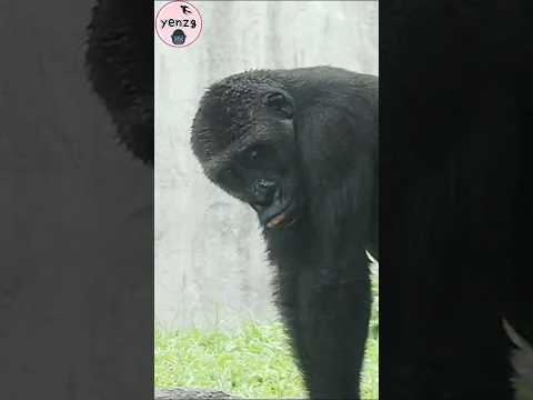Jabali : 我是北動第一帥👁️👁️ gorilla taipeizoo 金剛猩猩 台北市立動物園 funnyan… サムネイル