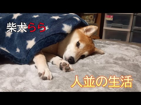 人並の生活 サムネイル