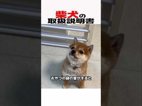 柴犬の取扱説明書　柴犬 柴犬のいる暮らし 柴犬動画 犬のいる生活 犬好きさんと繋がりたい 元気お届け サムネイル