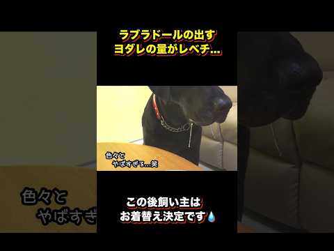 ラブラドールのヨダレがレベチすぎた...。 サムネイル