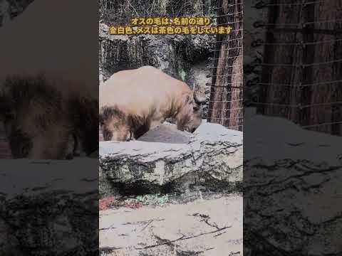 【よこはま動物園ズーラシア】ゴールデンターキン✨shorts サムネイル
