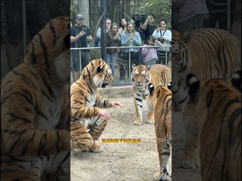 Man in Tiger Costume Confuses Real Tigers at the Zoo 🐅😂 サムネイル