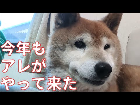 【1065】2025の換毛期 サムネイル