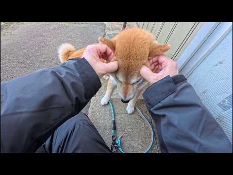 頭こしょこしょしてからおウチへ サムネイル