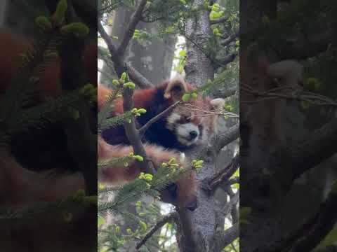 shorts ゆうちゃんとツツジ　レッサーパンダ　千葉市動物公園にて　2026年4月19日 サムネイル