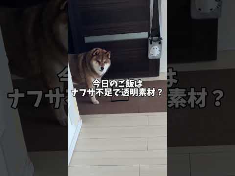 柴犬の楽しみにしていたご飯が😱 サムネイル