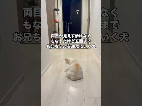 両目も見えなくなって歩けなくもなってしまったけど、お兄ちゃんの声がする玄関までお迎えに行く１５歳のチワワ チワワ 老犬… サムネイル