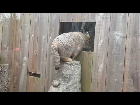 ロータスくん 帰る🤭　マヌルネコ　埼玉県こども動物自然公園にて　2026年3月6日 サムネイル