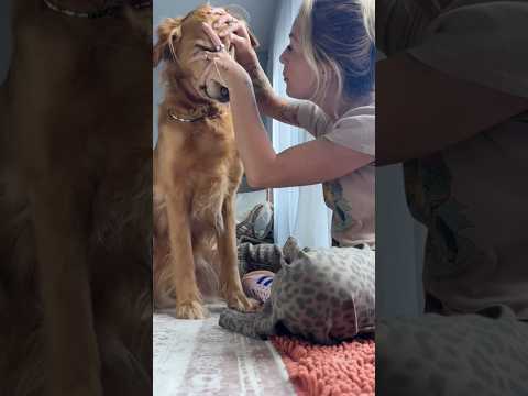 dog-tor coby to rescue🛟goldenpup puppy goldenpupppy dogbree… サムネイル