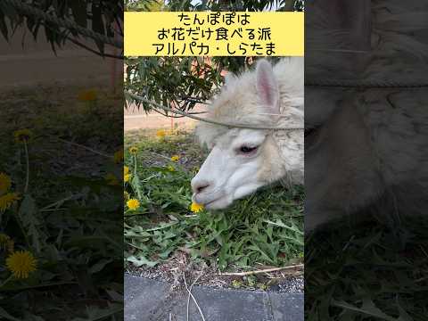 たんぽぽはお花だけ食べる派のアルパカ・しらたま 東武動物公園 動物 癒し かわいい animals zoo アルパカ…