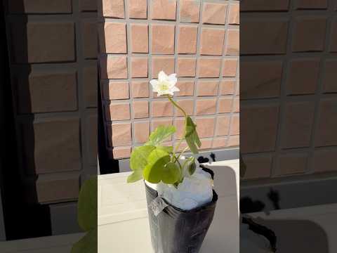 shorts 雪割草が綺麗です♪ 2026年2月3日