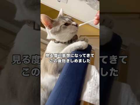 弟のへその臭いを猫様に嗅がせたら過去最高の特大フレーメン発動した 猫 フレーメン反応 shorts サムネイル