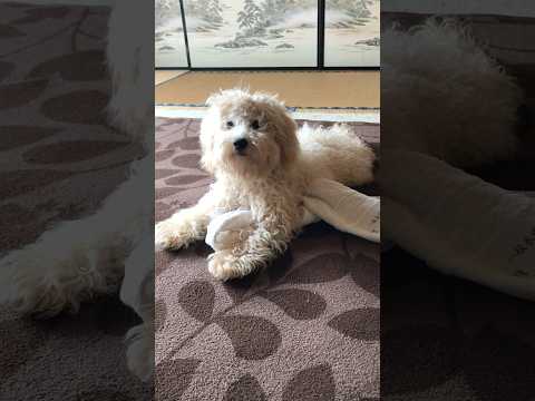 shorts むかしのタローちゃん　トイプードル サムネイル