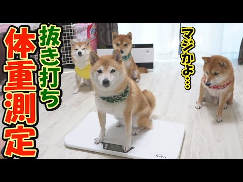 必死にダイエット中の柴犬が、信じられない奇跡の数値をたたき出し、絶望しました・・・ サムネイル