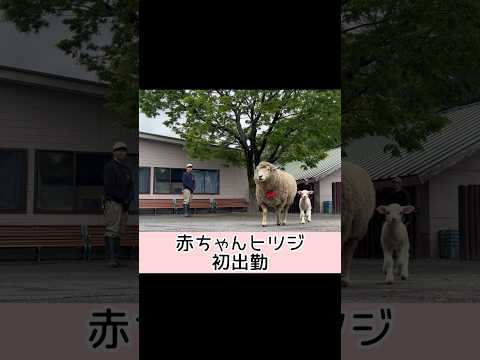 ヒツジの赤ちゃん、初出勤！ 東武動物公園 動物 癒し 動物園 zoo animals かわいい 赤ちゃん ヒツジ 初出勤 サムネイル
