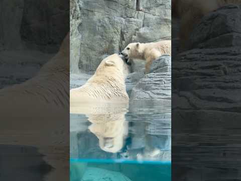 shorts モモちゃんママを咥えて引き上げ様としてるかの様なモモ太くん😊　  ホッキョクグマ　男鹿水族館GAOにて… サムネイル