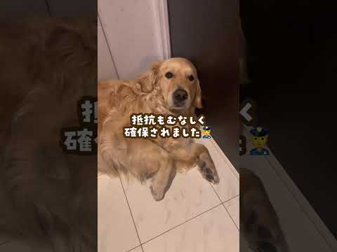 どうにか逃げたい犬ゴールデンレトリバー 大型犬のいる生活 goldenretriever 大型犬と子供