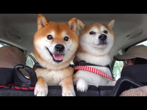 突然やってきた実家の柴犬に…柴犬妹の様子がおかしい。 サムネイル