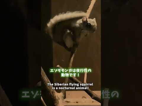 【旭山動物園】エゾモモンガ舎🐿[Asahiyama Zoo] Siberian flying squirrel hou… サムネイル